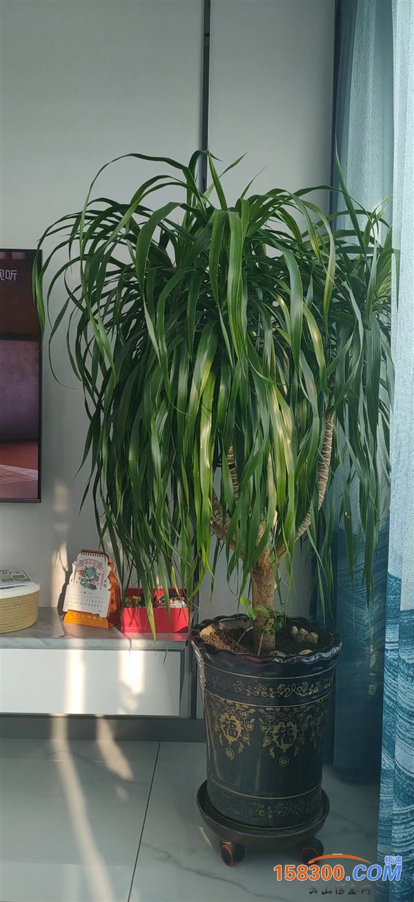 盆栽龙须树