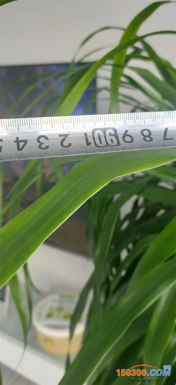 盆栽龙须树