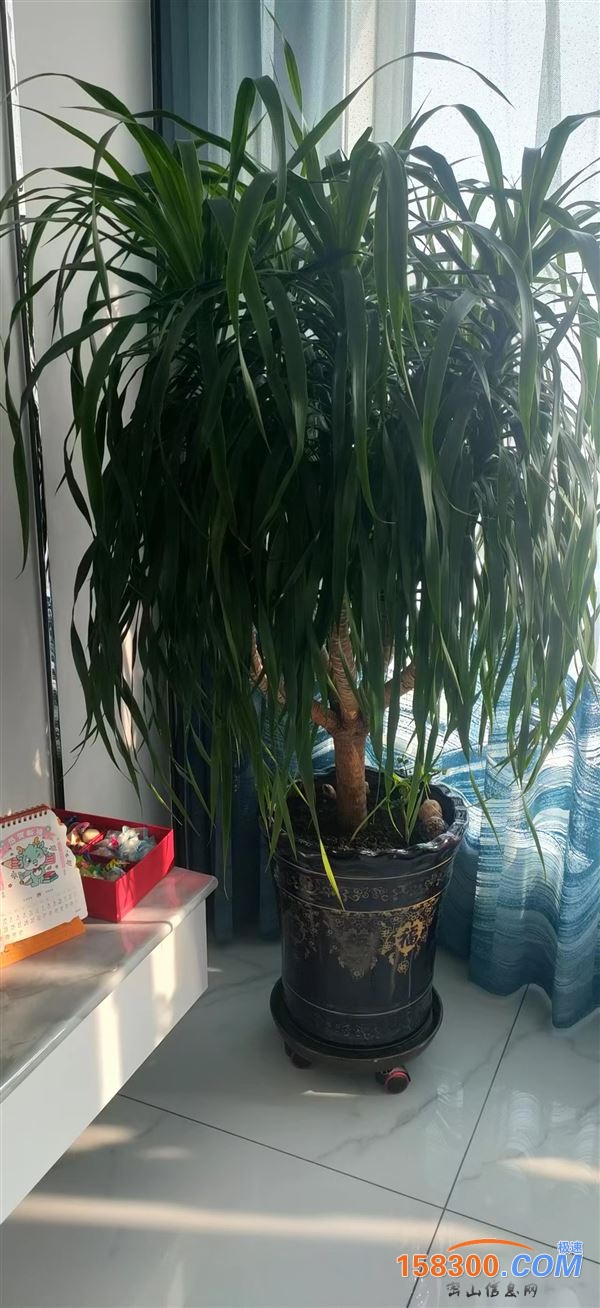盆栽龙须树